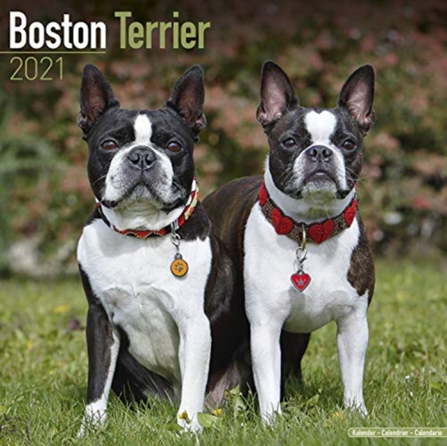Boston Terrier 2021 Wall Calendar
