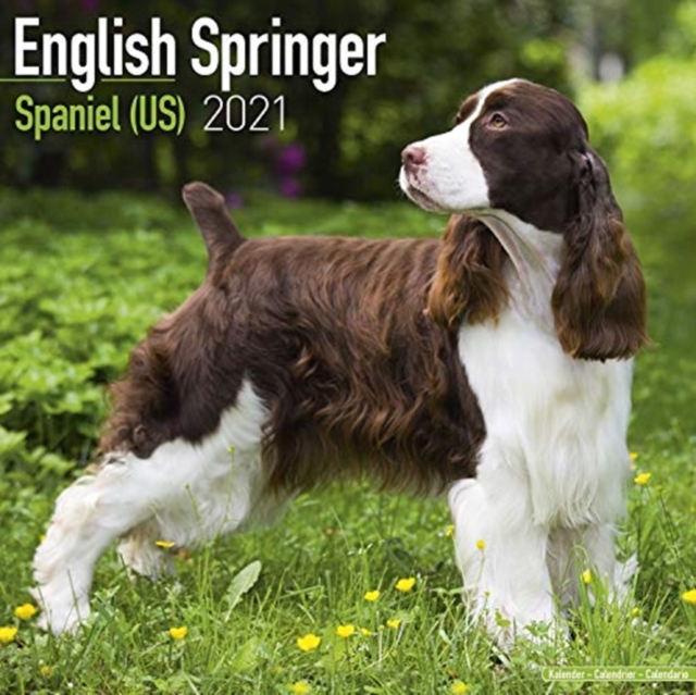 English Springer Spaniel (US) 2021 Wall Calendar