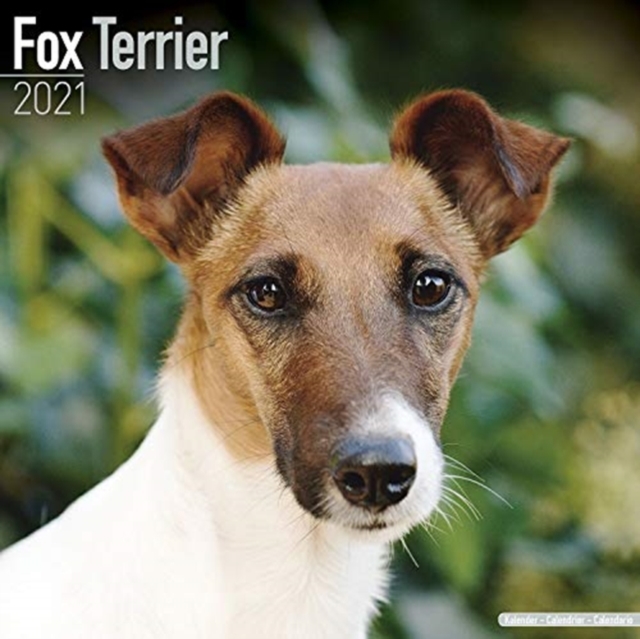 Fox Terrier 2021 Wall Calendar