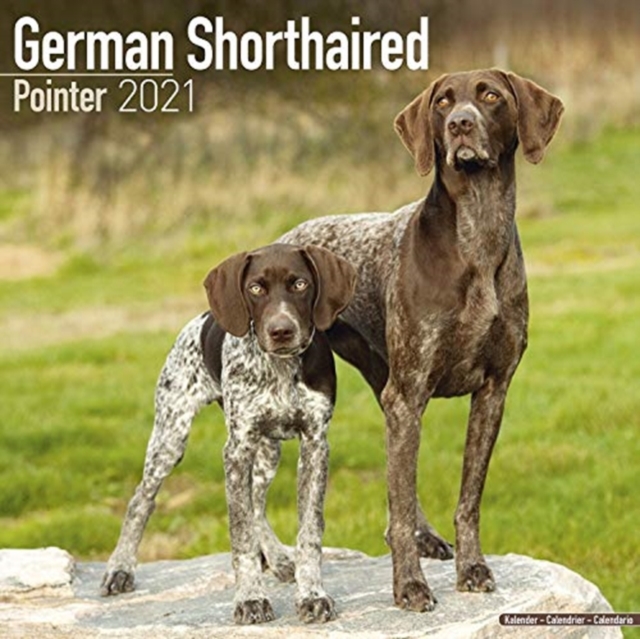 German Shorthaired Pointer 2021 Wall Calendar