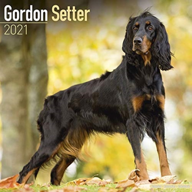 Gordon Setter 2021 Wall Calendar