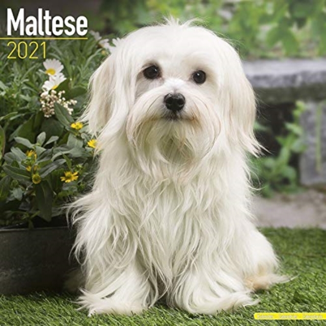 Maltese 2021 Wall Calendar