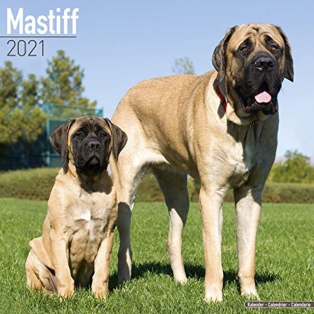 Mastiff 2021 Wall Calendar