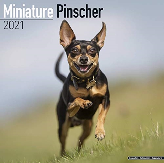Miniature Pinscher 2021 Wall Calendar