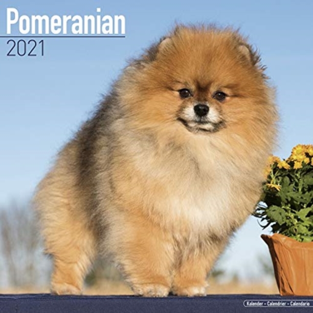 Pomeranian 2021 Wall Calendar