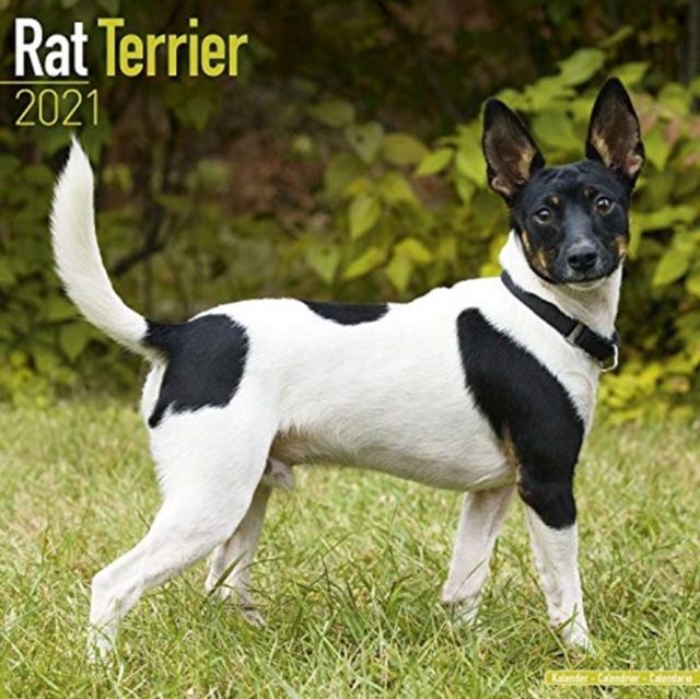 Rat Terrier 2021 Wall Calendar