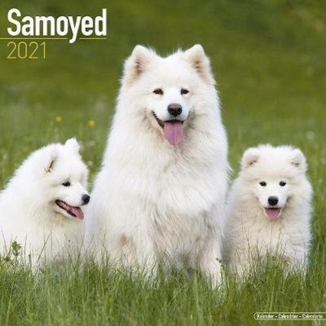 Samoyed 2021 Wall Calendar