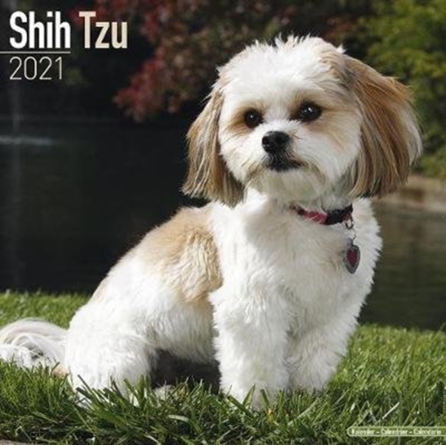 Shih Tzu 2021 Wall Calendar