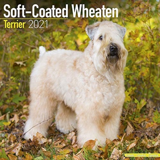 Soft-Coated Wheaten Terrier 2021 Wall Calendar
