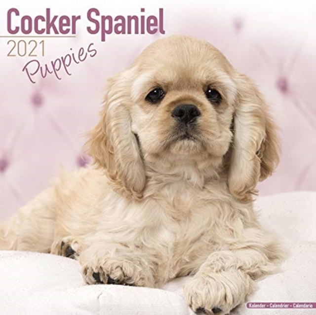 Cocker Spaniel Puppies 2021 Wall Calendar