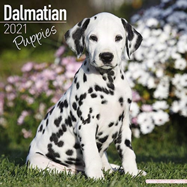 Dalmatian Puppies 2021 Wall Calendar