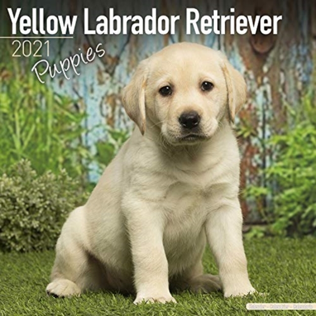 Yellow Labrador Retriever Puppies 2021 Wall Calendar