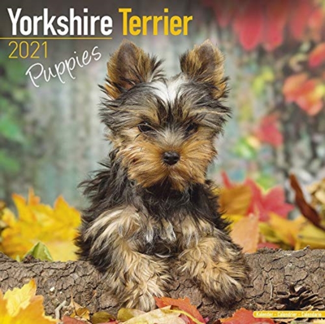 Yorkshire Terrier Puppies 2021 Wall Calendar