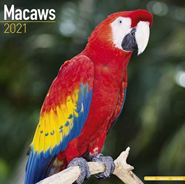 Macaws 2021 Wall Calendar