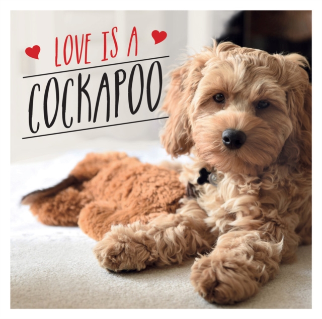 Love is a Cockapoo