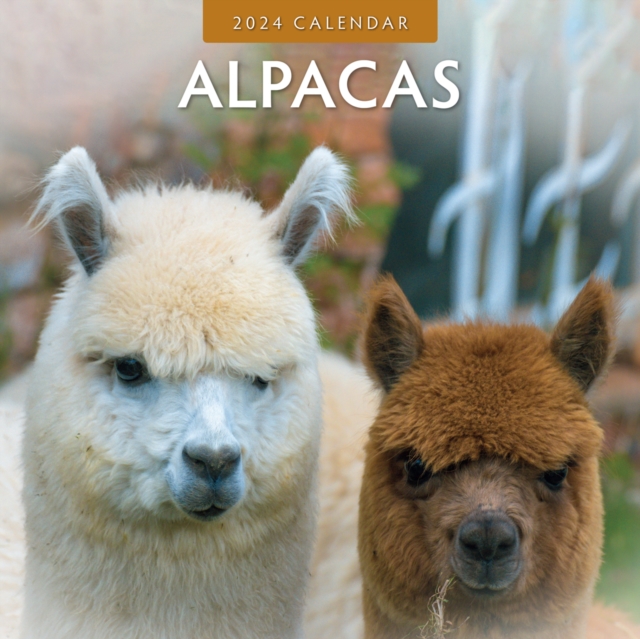 Alpacas 2024 Square Wall Calendar