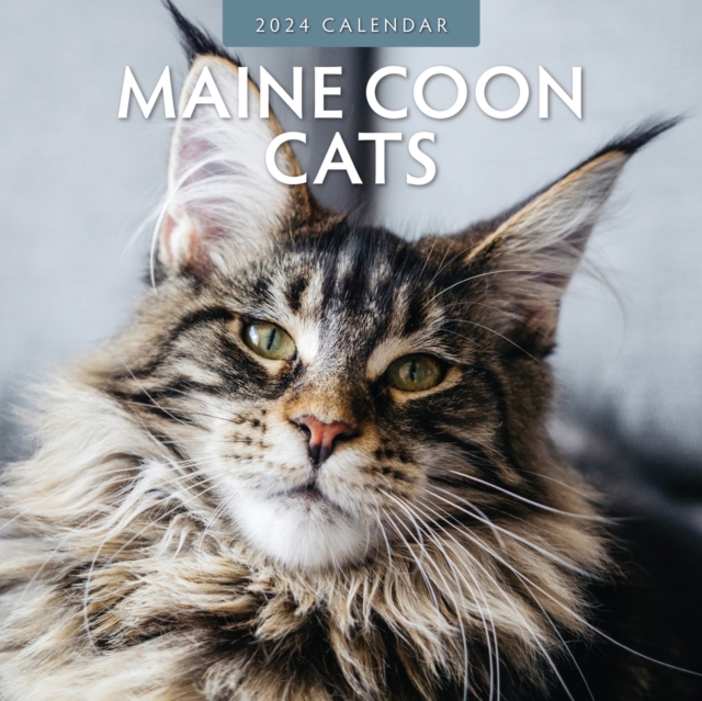 Maine Coon Cats 2024 Square Wall Calendar