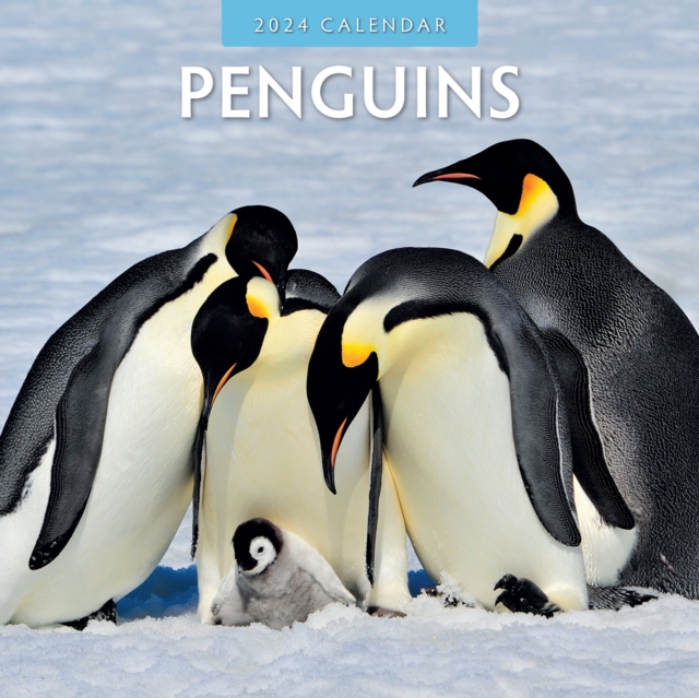 Penguins 2024 Square Wall Calendar