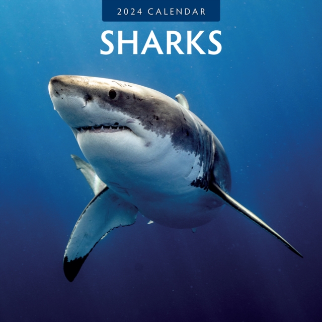 Sharks 2024 Square Wall Calendar