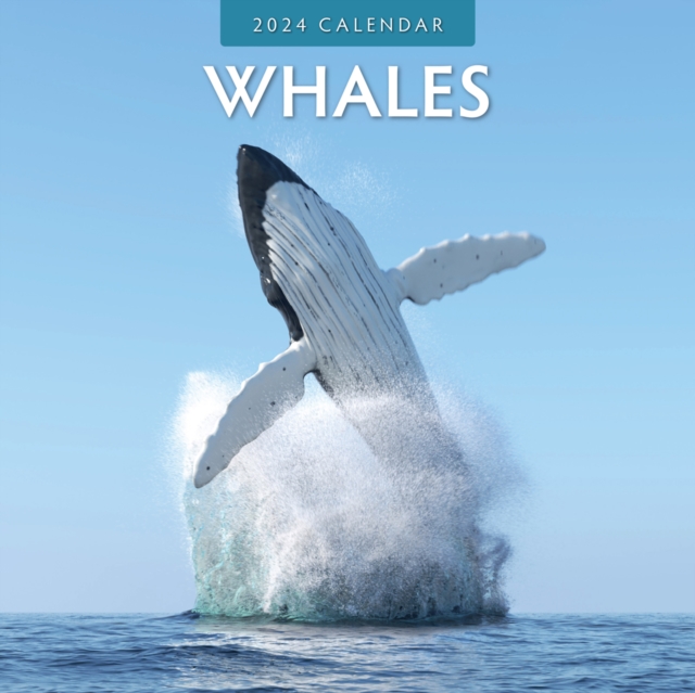 Whales 2024 Square Wall Calendar