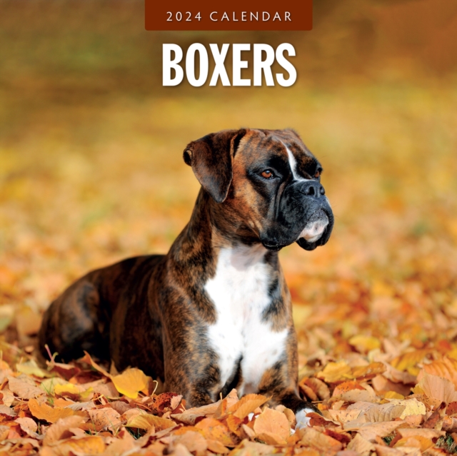 Boxers 2024 Square Wall Calendar