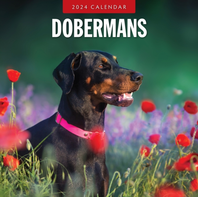 Dobermans 2024 Square Wall Calendar