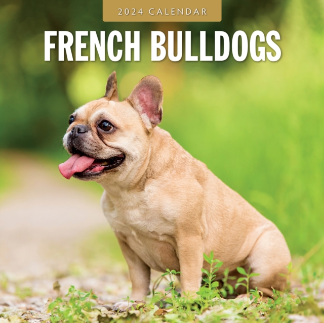 French Bulldogs 2024 Square Wall Calendar