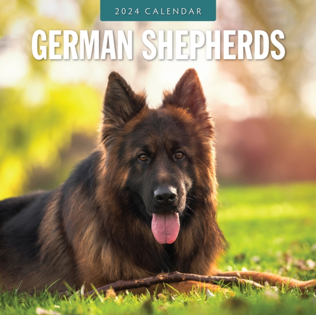 German Shepherds 2024 Square Wall Calendar