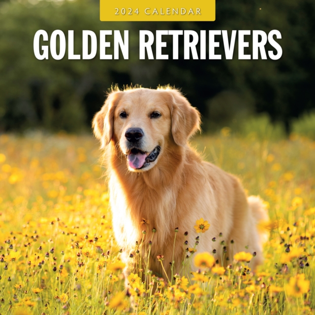 Golden Retrievers 2024 Square Wall Calendar