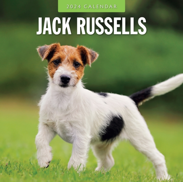 Jack Russells 2024 Square Wall Calendar