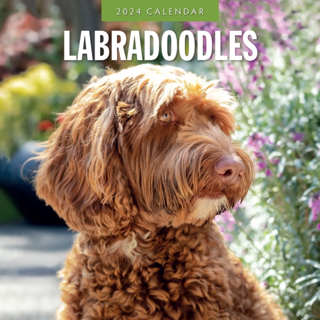 Labradoodles 2024 Square Wall Calendar