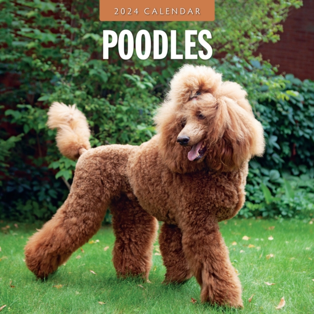 Poodles 2024 Square Wall Calendar