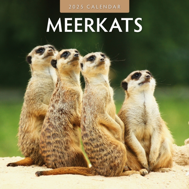 Meerkats 2025 Square Wall Calendar