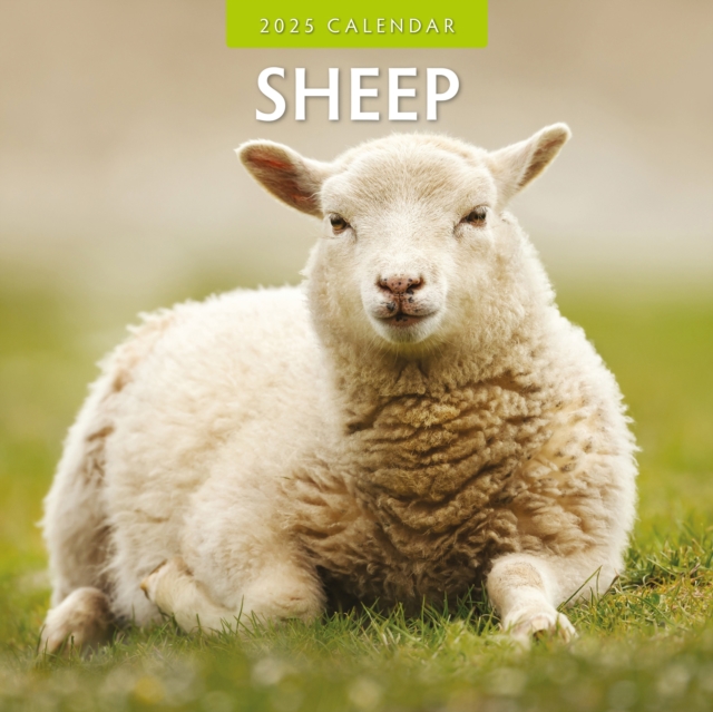 Sheep 2025 Square Wall Calendar