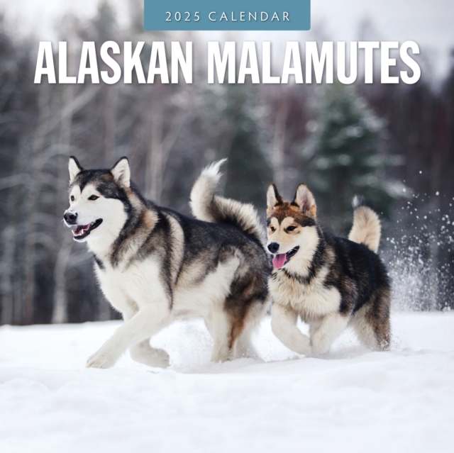 Alaskan Malamutes 2025 Square Wall Calendar