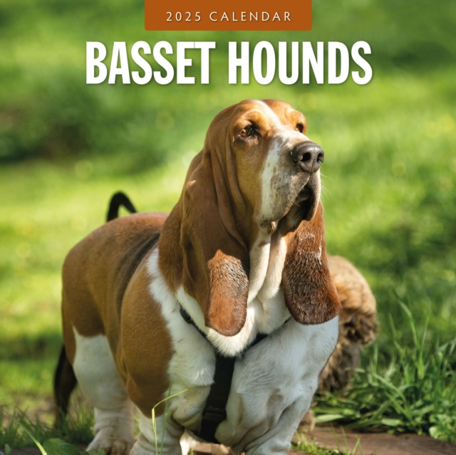 Basset Hounds 2025 Square Wall Calendar