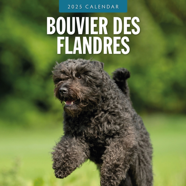 Bouvier des Flandres 2025 Square Wall Calendar