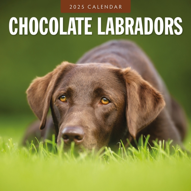 Chocolate Labradors 2025 Square Wall Calendar