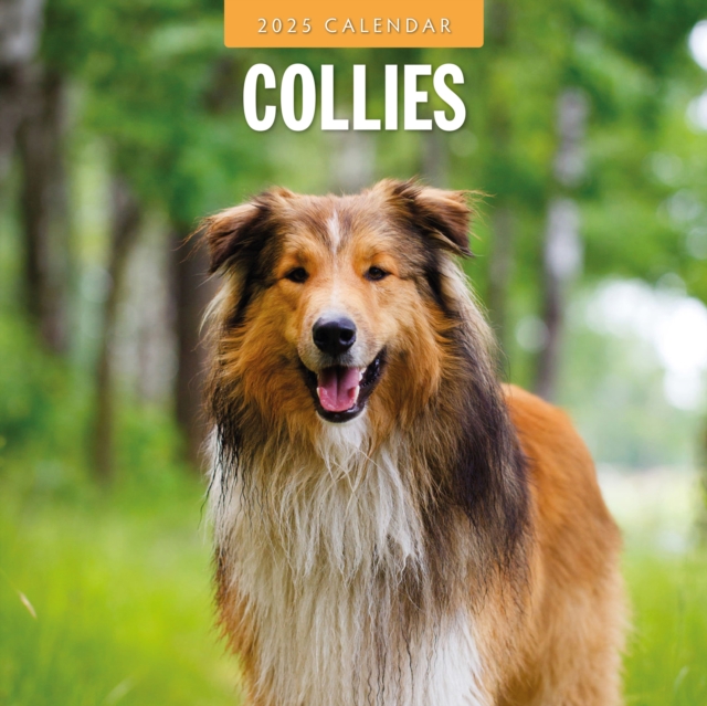 Collies 2025 Square Wall Calendar