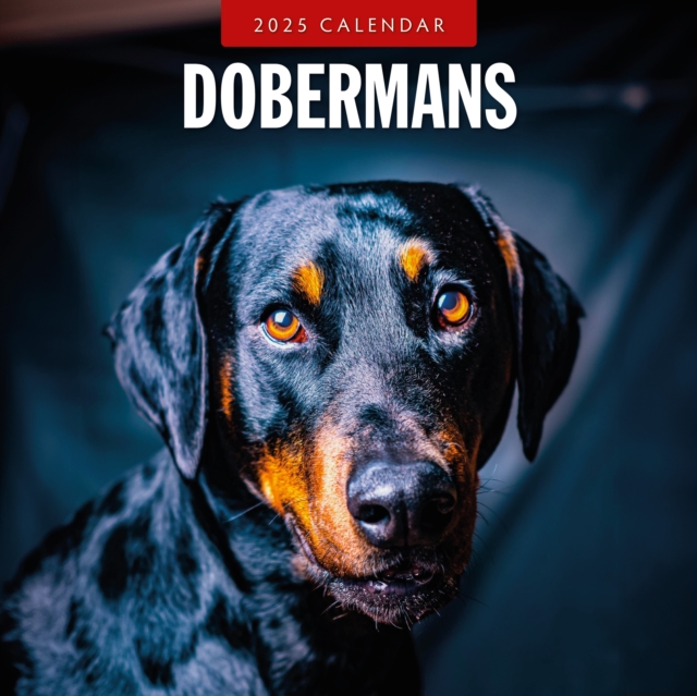 Dobermans 2025 Square Wall Calendar