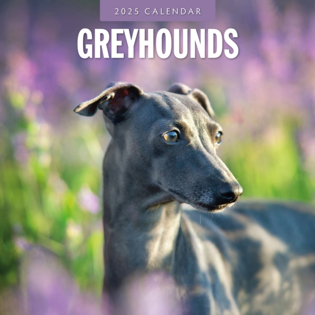 Greyhounds 2025 Square Wall Calendar