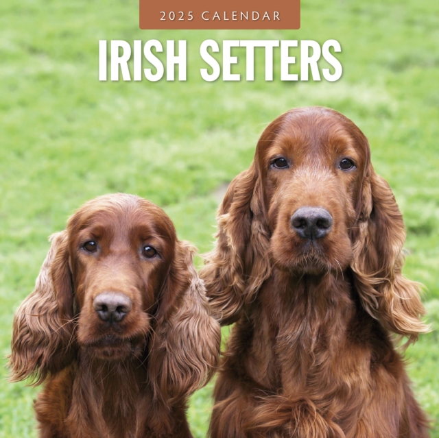 Irish Setters 2025 Square Wall Calendar