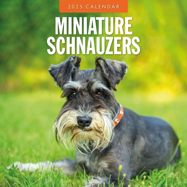 Miniature Schnauzer 2025 Square Wall Calendar