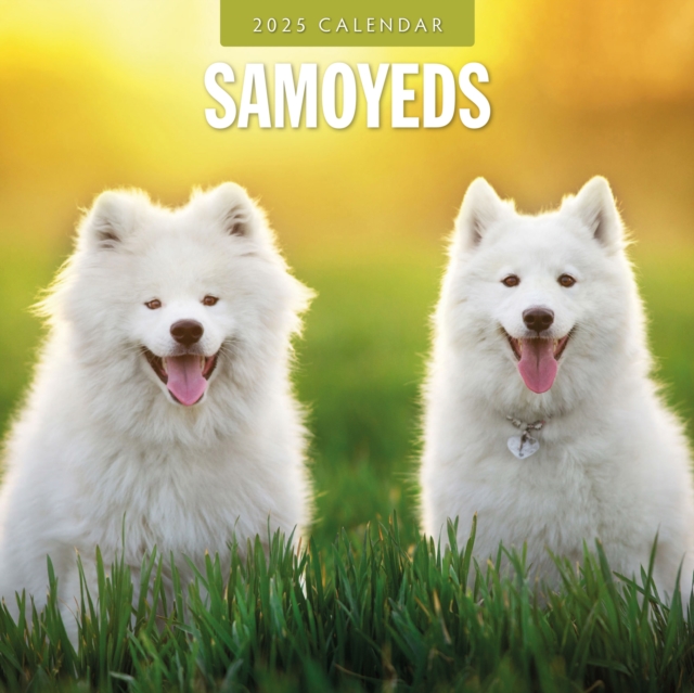 Samoyeds 2025 Square Wall Calendar