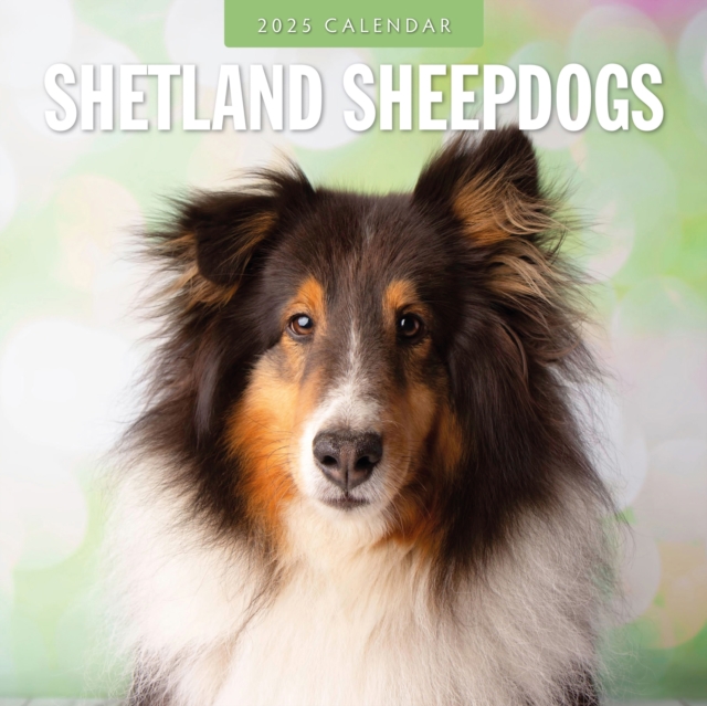 Shetland Sheepdogs 2025 Square Wall Calendar