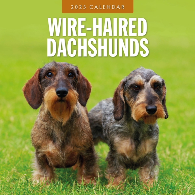 Wire-Haired Dachshunds 2025 Square Wall Calendar