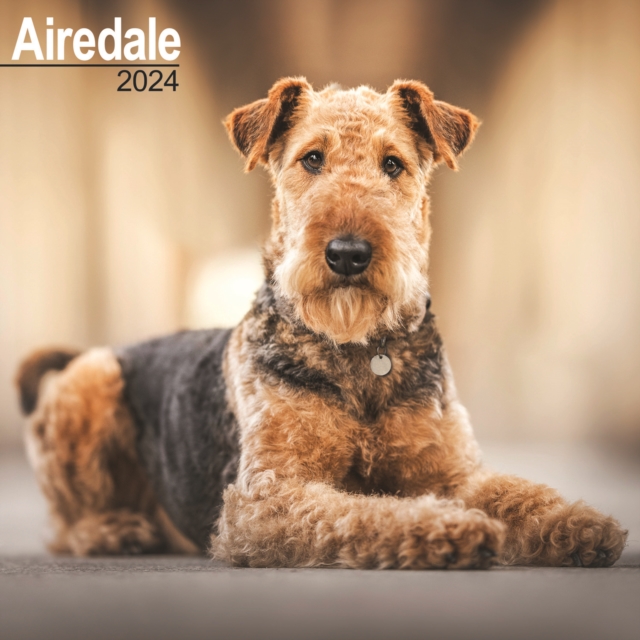 Airedale Calendar 2024  Square Dog Breed Wall Calendar - 16 Month