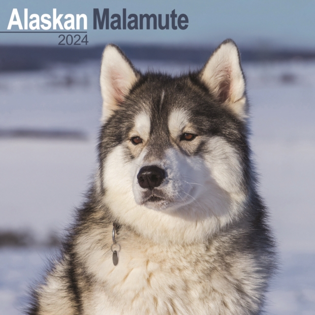 Alaskan Malamute Calendar 2024  Square Dog Breed Wall Calendar - 16 Month