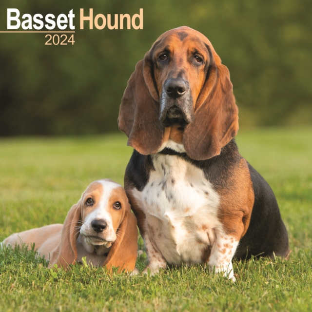 Basset Hound Calendar 2024  Square Dog Breed Wall Calendar - 16 Month