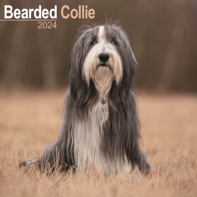 Bearded Collie Calendar 2024  Square Dog Breed Wall Calendar - 16 Month